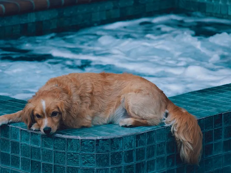 Private use swimming pool legislation